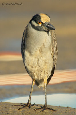 Yellow-Crowned Night Heron With Mad Face