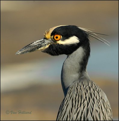 Yellow-Crowned Night Heron Portrait