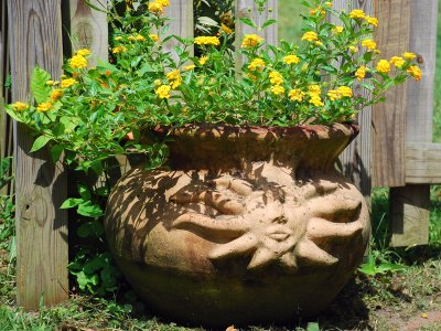 Lantana