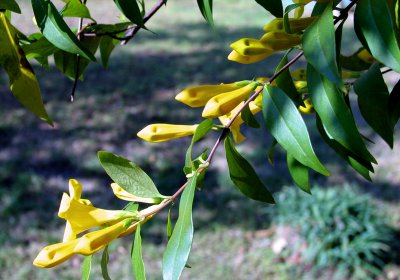Jasmine