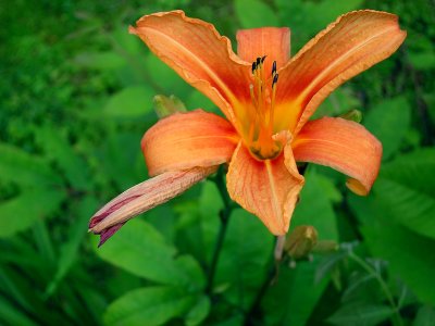 Lily