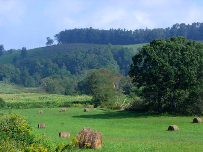 Meadow