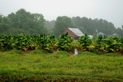 Tobacco Field in the Rain