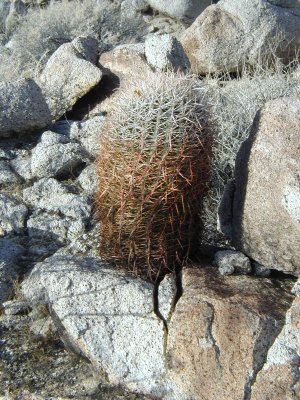 Barrel Cactus