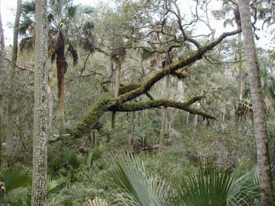 04-01-30 Florida Tree-ferns