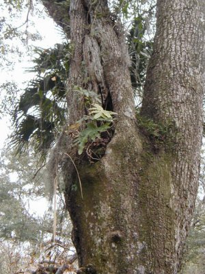 Tree-ferns