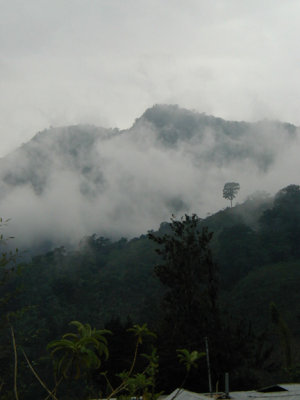 Cloud-forest