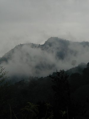Cloud-forest2