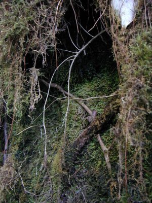 Moss wall 3