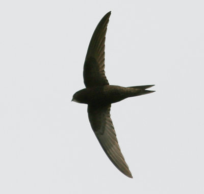 Tornseglare - Swift (Apus apus)