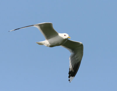 Fiskms - Common gull  (Larus canus)