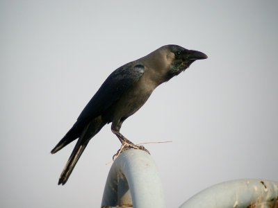 Huskråka - House Crow  (Corvus splendens) 