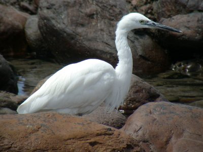 Silkeshäger - Little Egret  (Egretta garzetta)