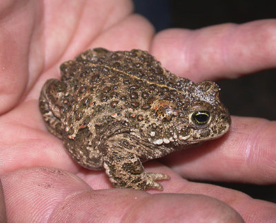 Strandpadda - Natterjack Toad  (Epidalea calamita)
