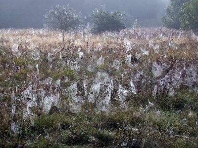 A cobwebbed meadow