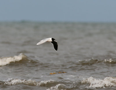 Dvrgms - Little gull  (Larus minutus)