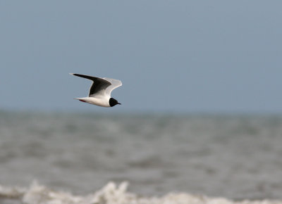 Dvrgms - Little gull  (Larus minutus)