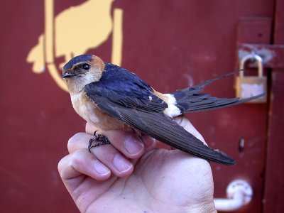 Rostgumpsvala - Red-rumped Swallow  (Hirundo daurica)