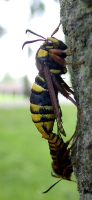 Allmän poppelglasvinge - Hornet Moth  (Sesia apiformis)