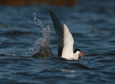 Fisktrna - Common tern  (Sterna hirundo)