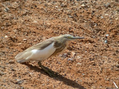 Rallhäger - Squacco Heron  (Ardeola ralloides)