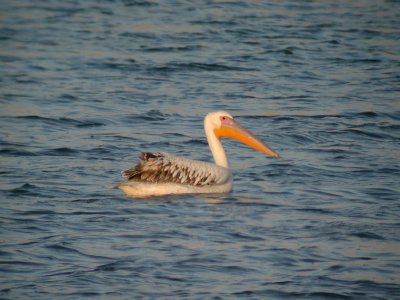 Vit pelikan - White Pelican (Pelecanus onocrotalus)