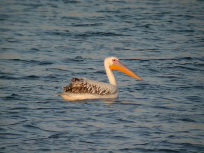 Vit pelikan - White Pelican  (Pelecanus onocrotalus)