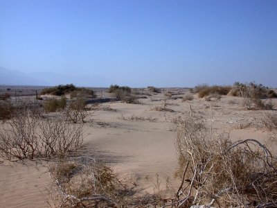 Desert Warbler-spot