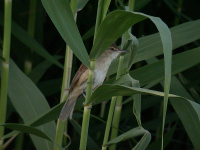 Papyrussångare - Clamorous Reed Warbler  (Acrocephalus stentoreus)