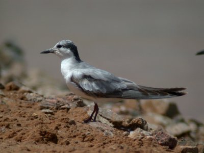 Skäggtärna - Whiskered Tern  (Chlidonias hybridus)