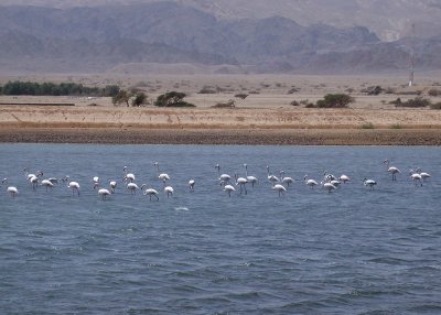 Större flamingo - Greater Flamingo  (Phoenicopterus ruber)