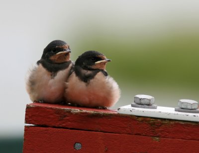 Ladusvala - Barn Swallow  (Hirundo rustica)