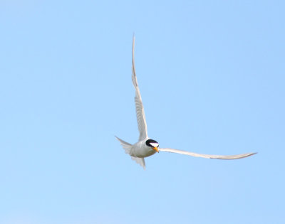 Smtrna - Little Tern  (Sterna albifrons)