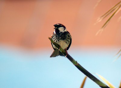 Spansk sparv - Spanish Sparrow  (Passer hispaniolensis)
