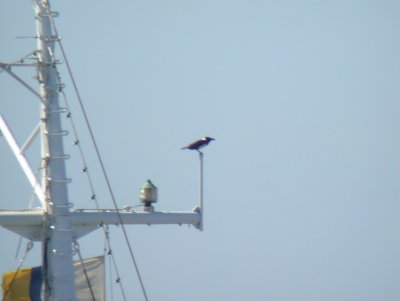 Svartvit krka - Pied Crow  (Corvus albus)