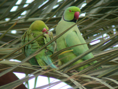 Halsbandsparakit - Rose-ringed Parakeet  (Psittacula krameri)
