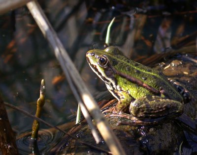 Ätlig groda - Edible frog  (Rana esculenta)