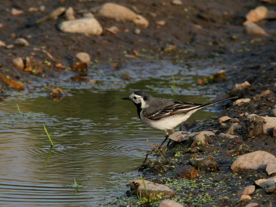 Sdesrla - White Wagtail (Motacilla alba)