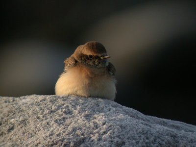 Nunnestenskvtta - Pied Wheatear (Oenanthe pleschanka)