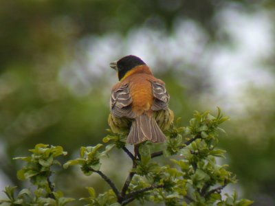 Svarthuvad sparv - Black-headed Bunting (Emberiza melanocephala)