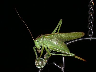 Grön vårtbitare - Great Green Bush-cricket (Tettigonia viridissima)