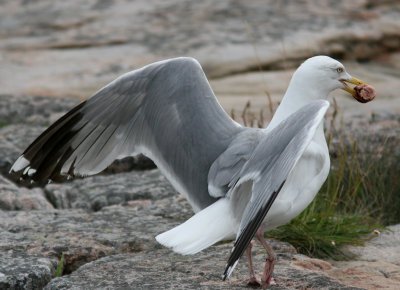 Grtrut - Herring Gull (Larus argentatus)