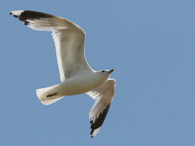 Fiskms - Common Gull (Larus canus)