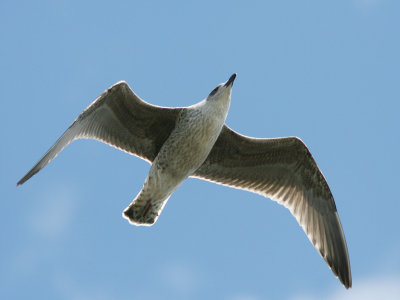 Grtrut - Herring Gull (Larus argentatus)