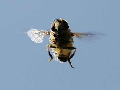 Blomfluga - Hover Fly (Syrphus sp.)