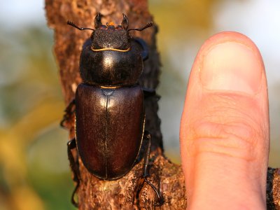 Ekoxe - European Stag Beetle (Lucanus cervus)