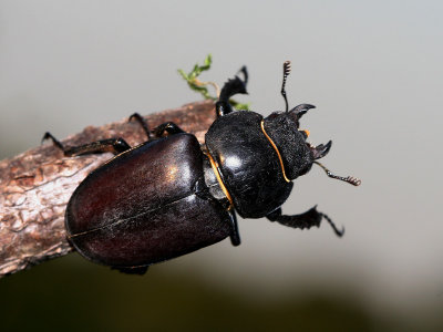 Ekoxe - European Stag Beetle (Lucanus cervus)