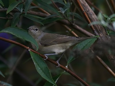 Trdgrdssngare - Garden Warbler (Sylvia borin)