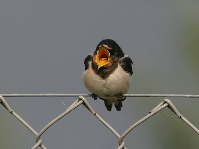 Ladusvala - Barn Swallow (Hirundo rustica)