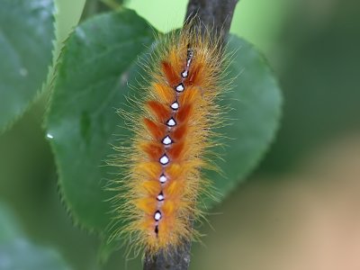 Lönnaftonfly - Sycamore moth (Acronicta aceris)